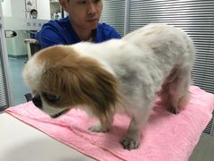 -美美宠物诊疗中心·异宠·骨科(滨江东信分院)