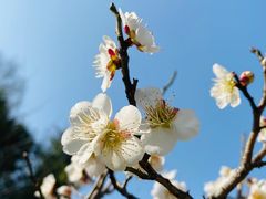 -新虹桥中心花园