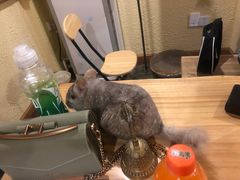 -福尔喵斯探案馆实景搜证·沉浸式剧本杀