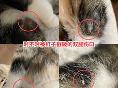 -柏萃动物医院·骨科·牙科