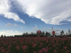 -荷兰花海