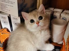 -Bastet sally猫舍购宠(静安店)