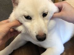 -豆柴町-柴犬主题狗咖(红鼎国际C座店)