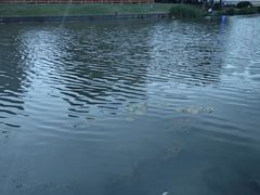 -新江湾城公园