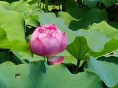 -莲花池公园