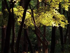 -东平国家森林公园