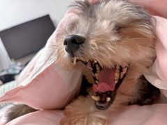 -Pie Bird(新闸路店)