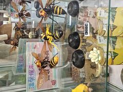 -上海大自然野生昆虫馆(东方明珠·爬宠昆虫探索中心)