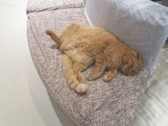 -藏猫猫咖啡主题馆(中央大道店)