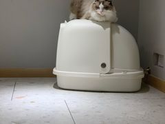 -飞行喵MR PILOT|猫舍·猫咖(静安大融城店)