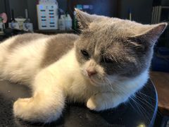 -more than meow吴止猫主题餐厅(承德 中船汇店)