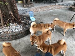 -柴犬高等学院·狗咖·柴犬售卖·宠物训练