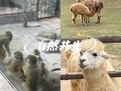 -泉州海丝野生动物世界