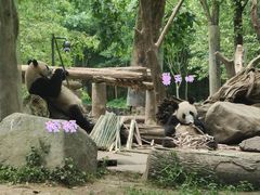 -都江堰中华大熊猫苑
