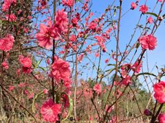 -南国桃园旅游度假区