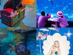 -烟台海昌鲸鲨海洋公园