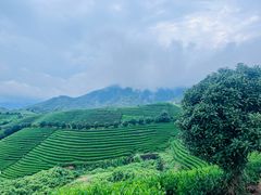 -龙坞茶村
