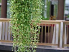 -常州花鸟园酒店(西太湖品牌优选店)