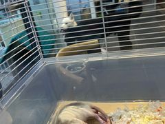 -萌兽医馆·眼科·异宠专科(三里屯店)