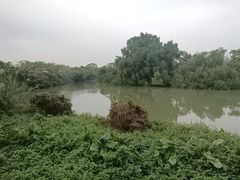 -大湾区中央湿地公园-十九涌