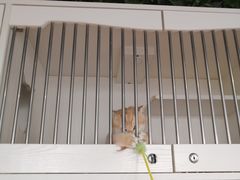 -东方名猫馆·英短金渐层布偶猫舍(环线广场1号楼店)