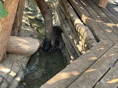 -西双版纳原始森林公园