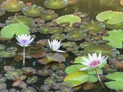-东莞植物园