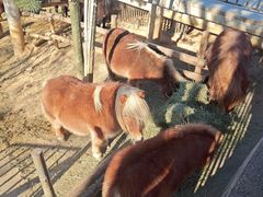 -石家庄市动物园