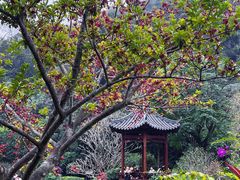 -云溪植物园