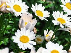 -柱状节理带