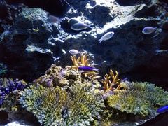-暹罗海洋世界