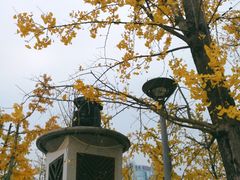 -百林公园-两江幸福广场