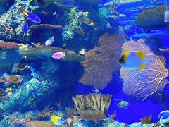 -上海海洋水族馆