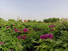 -曹州牡丹园