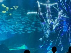 -海合安成都极地海洋公园