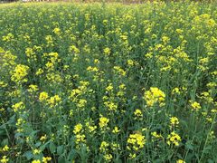 -韶山毛泽东同志故居