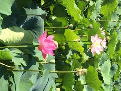 赫图阿拉故城-赫图阿拉城