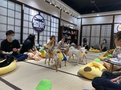 -逗柴咖啡屋·狗咖猫咖宠物桌游