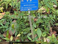 -中国科学院西双版纳热带植物园