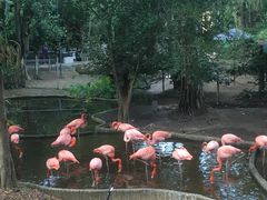 -清迈夜间动物园