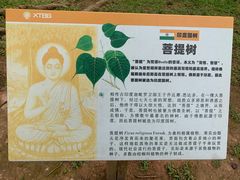 -西双版纳原始森林公园