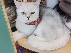 -飞行喵MR PILOT|猫舍·猫咖(静安大融城店)