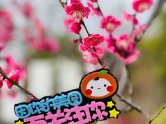-莘庄梅园