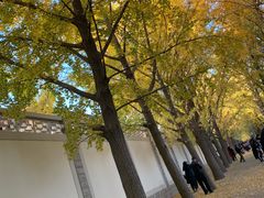 -三里屯东五街银杏大道