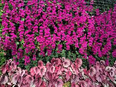 -石家庄市植物园