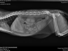 -圣宠动物医院·犬猫专科·影像中心·外科中心
