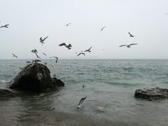 -海驴岛(荣成市)