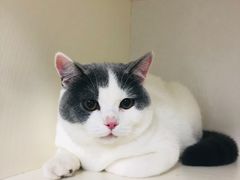 -喵zoo家庭繁育猫舍(尖东智能花园店)