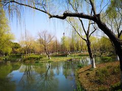 -青枫公园