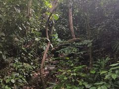 -西双版纳原始森林公园